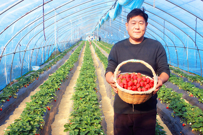 2025��ɽ�|��ݮ�a(ch��n)�I(y��)���(hu��)�A�M���_�����f���R�ϲ�ݮ�@��ժ�ý�(ji��ng)